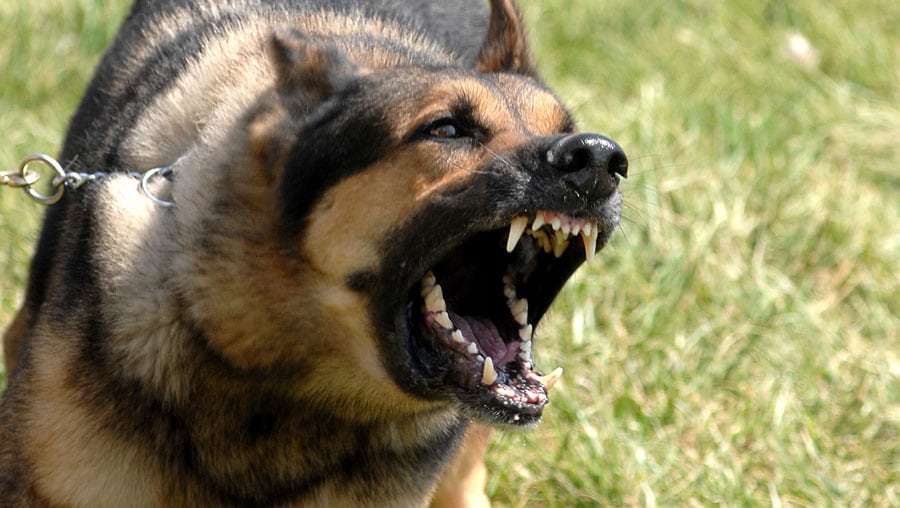 Aggressive Dog Stock Photo